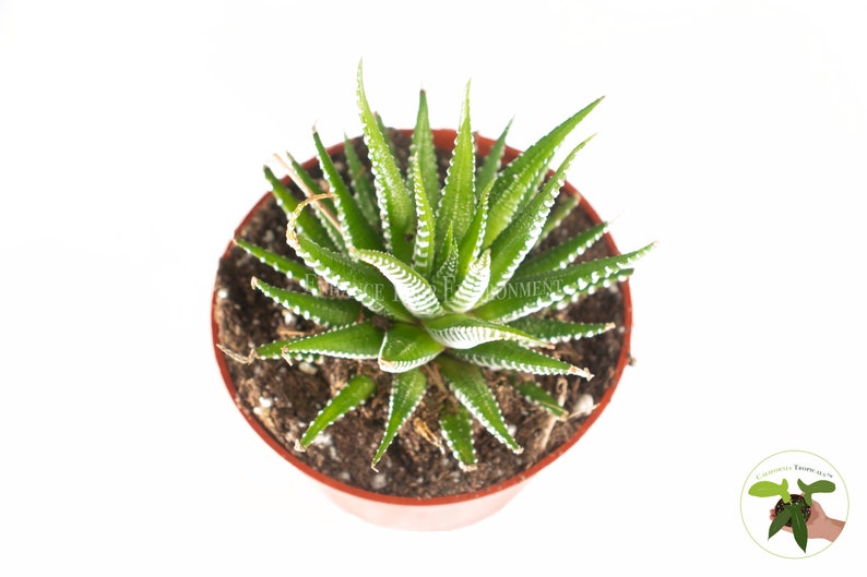 Haworthia Zebra 4 from California Tropicals image 2