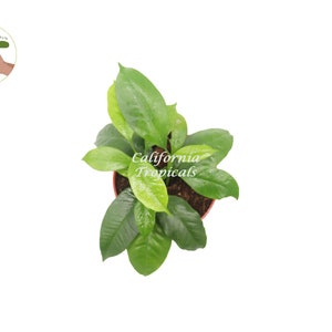 Hoya Multiflora 'Shooting Star' 4'' from California Tropicals image 2