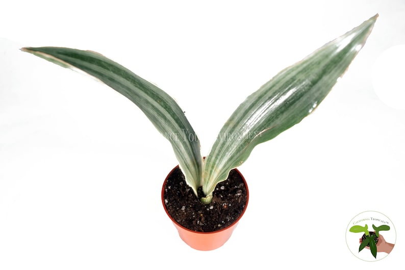 Sansevieria Sayuri 4 From California Etsy