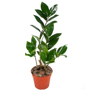 ZZ Plant - 4" from California Tropicals