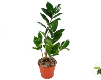 ZZ Plant - 4" from California Tropicals