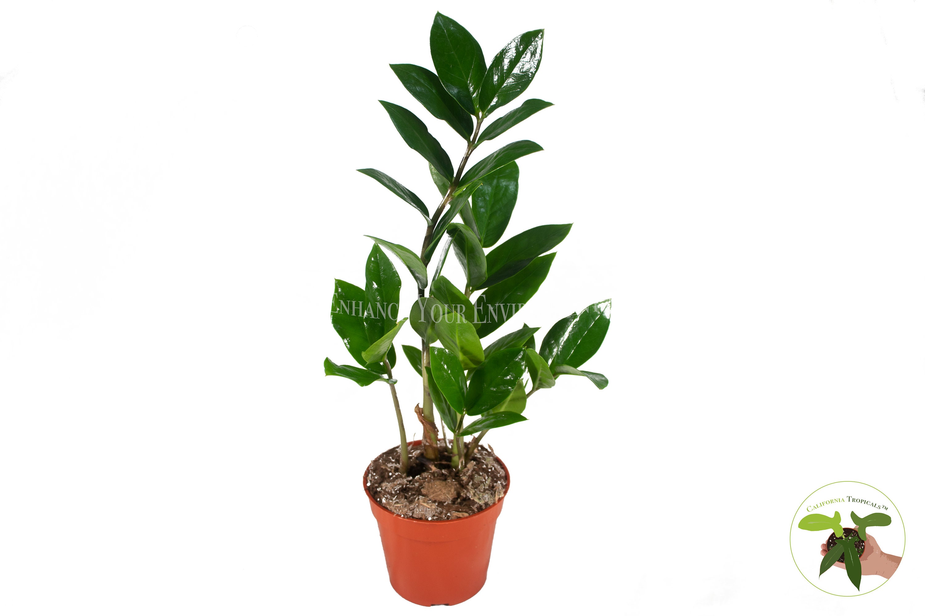 ZZ Plant - 4" from California Tropicals
