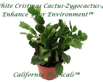 Christmas Cactus White - 4'' from California Tropicals