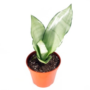 Sansevieria Moonshine - 4'' from California Tropicals