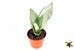 Sansevieria Moonshine - 4'' from California Tropicals 