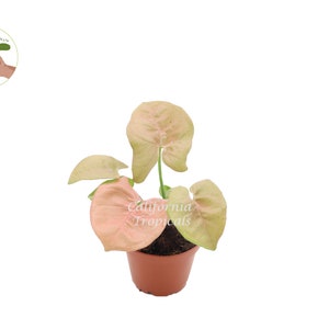Strawberry Syngonium - 2&#39;&#39; from California Tropicals