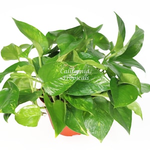 Golden Pothos - 6'' from California Tropicals