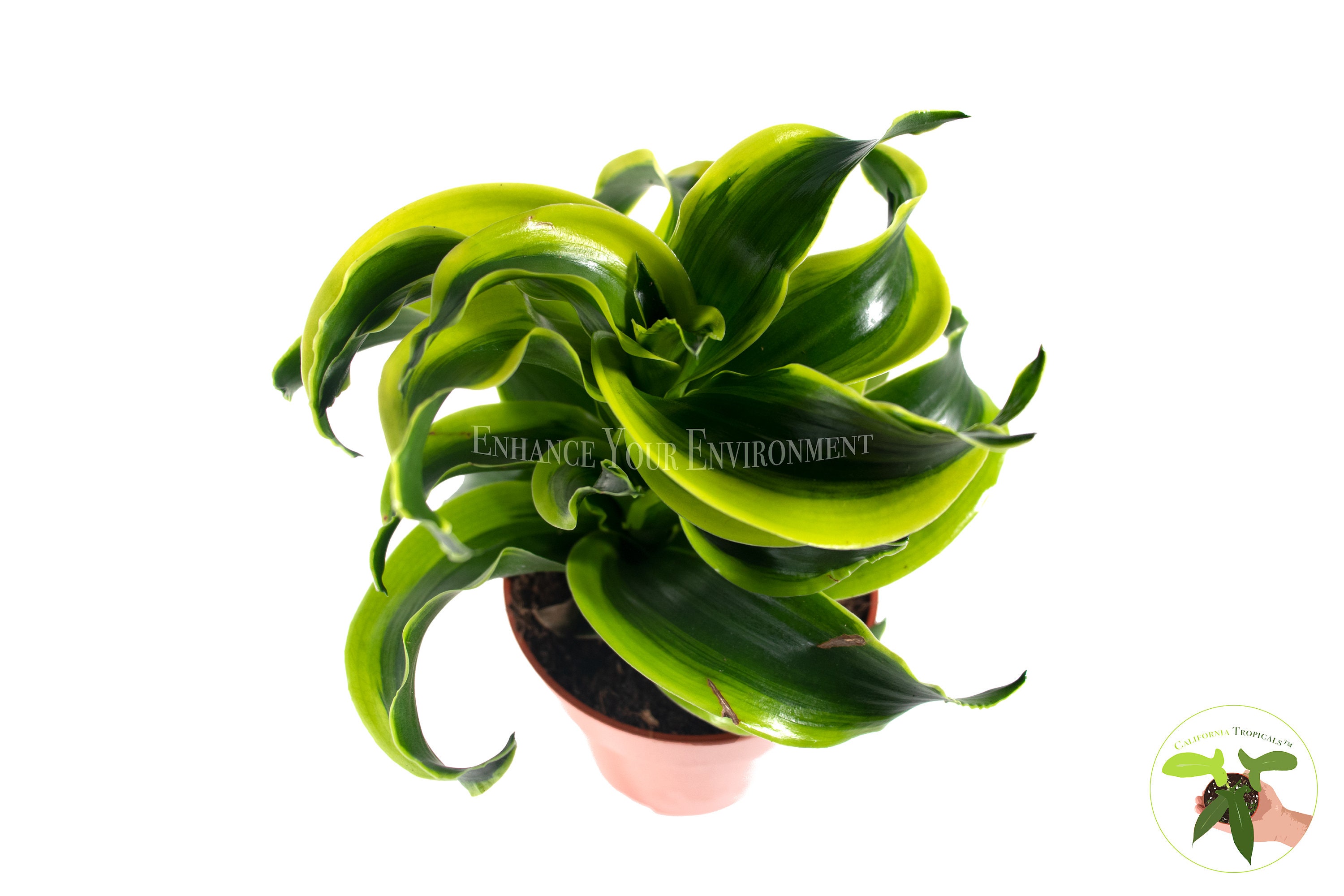 wandtattoo efeu DP-050 Velours Wandtattoo Efeu Rose 84X108 cm-Grün – Evim.ch main image 1