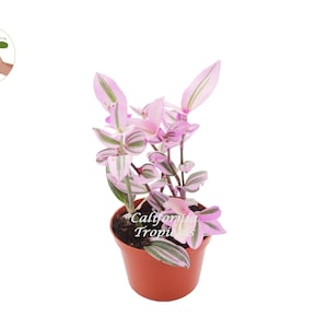 Pink Wandering Jew -Rare Nanouk - 6&quot;  from California Tropicals