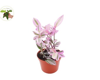 Pink Wandering Jew -Rare Nanouk - 6"  from California Tropicals