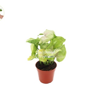 Creamsicle Syngonium Nephthytis - 4&#39;&#39; from California Tropicals