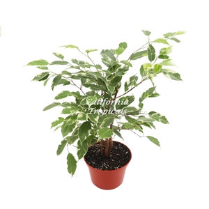 Ficus Benjamina Variegated - 6&quot; from California Tropicals