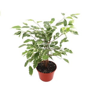 Ficus Benjamina Variegated - 6" from California Tropicals