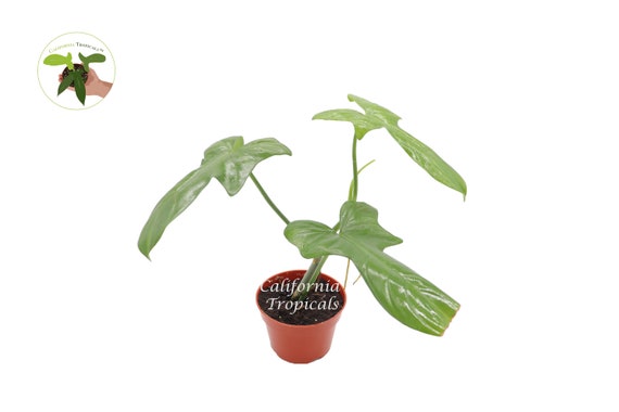 Philodendron Bipennifolium - 4" From California Tropicals - Etsy
