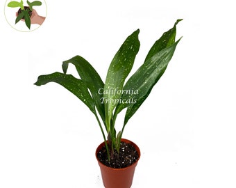 Aspidistra Elatior 'milky Way' - 4" From California Tropicals - Etsy