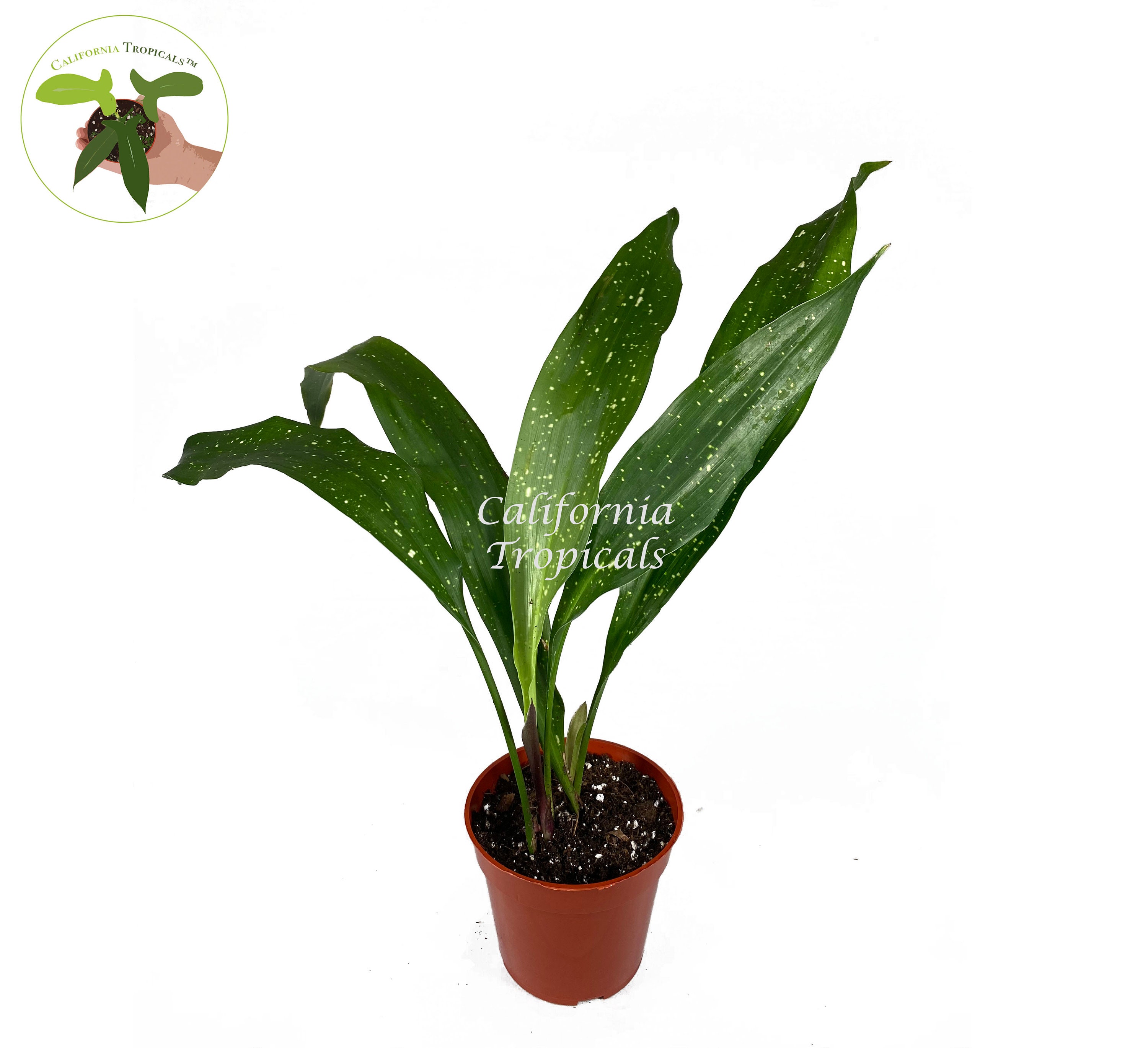 Aspidistra Elatior 'Milky Way' - 4" from California Trop…