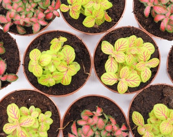 Colorful Fittonia Mix- 2.5"  from California Tropicals