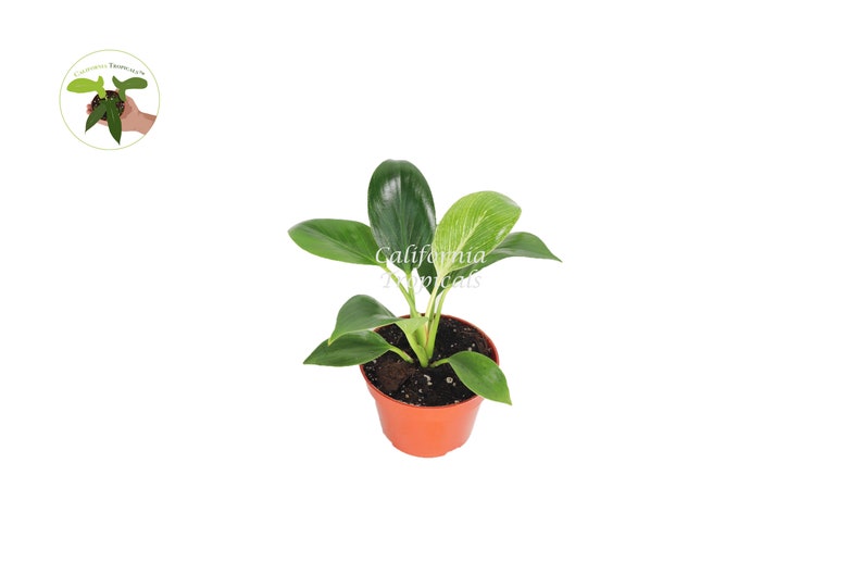 Birkin Philodendron Variegated - Thumbnail 2