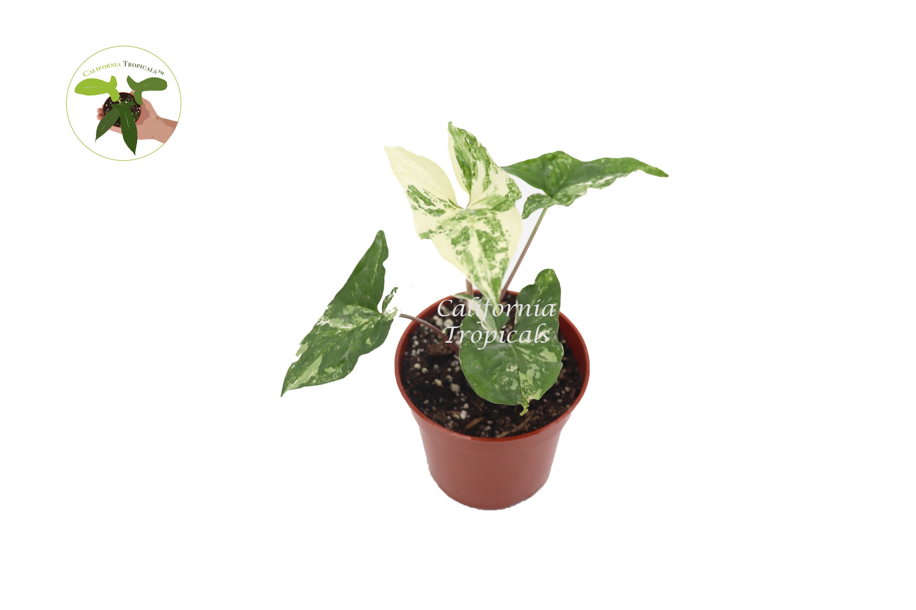 Syngonium Podophyllum Albo-variegatum-4'' - Etsy