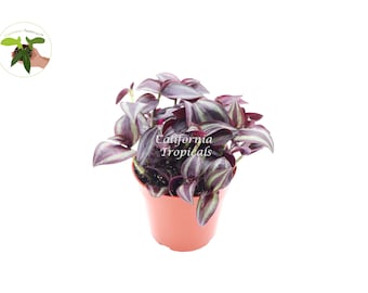 Dark Desire Wandering Jew- 4" from California Tropicals
