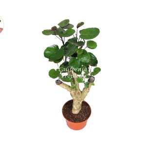 Aralia Fabian - 6&quot; from California Tropicals