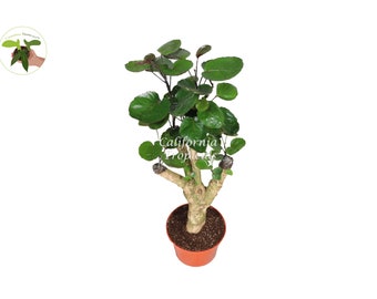 Aralia Fabian - 6&quot; from California Tropicals