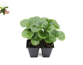 Arabica Coffee Plant- Starter Plant Set