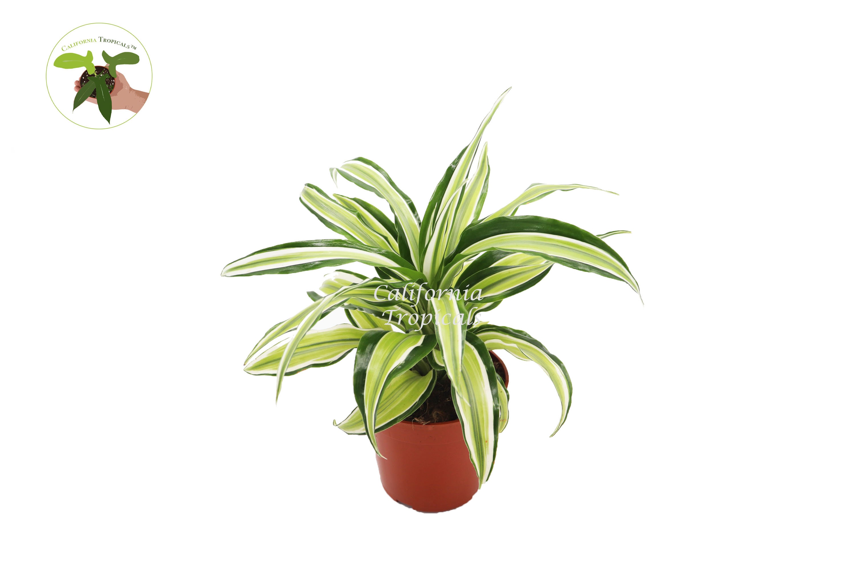 efeutute wassertropfen XXL Efeutute am Stab 130cm  Green Me Up