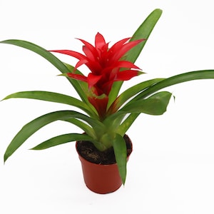 Bromelia -4'' de los tropicales de California