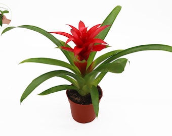 Bromeliad -4'' From California Tropicals