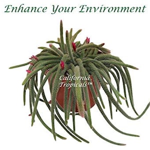 Hanging Rat Tail Succulent - 8" from California Tropicals