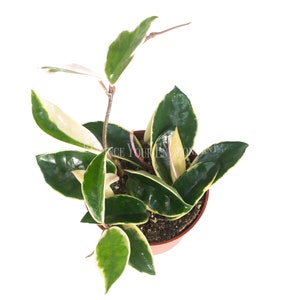 Rare Hoya Tricolor 4&quot; from California Tropicals