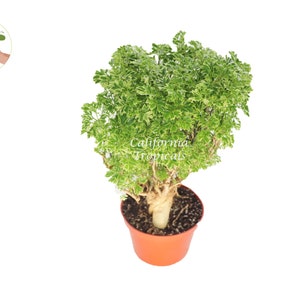 Variegated  Ming Aralia - 6&#39;&#39; from California Tropicals