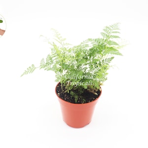 May include: A green fern plant in a terracotta pot. The plant is in a small pot and has a light green color.