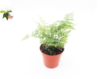 Rabbit's Foot Fern - 4'' from California Tropicals