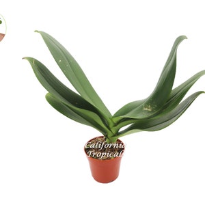 Surprise Orchid  - 4&#39;&#39; from California Tropicals
