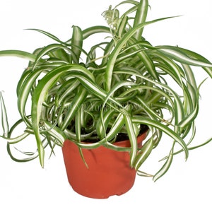 Bonnie Curly Spider Plant 6'' from California Tropicals image 1