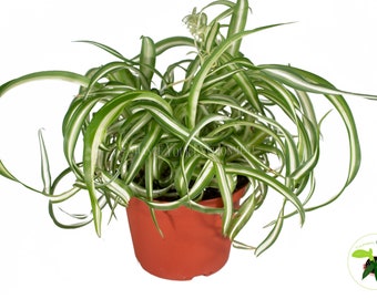 Bonnie Curly Spider Plant - 6'' from California Tropicals