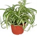 see more listings in the Spider Plant section