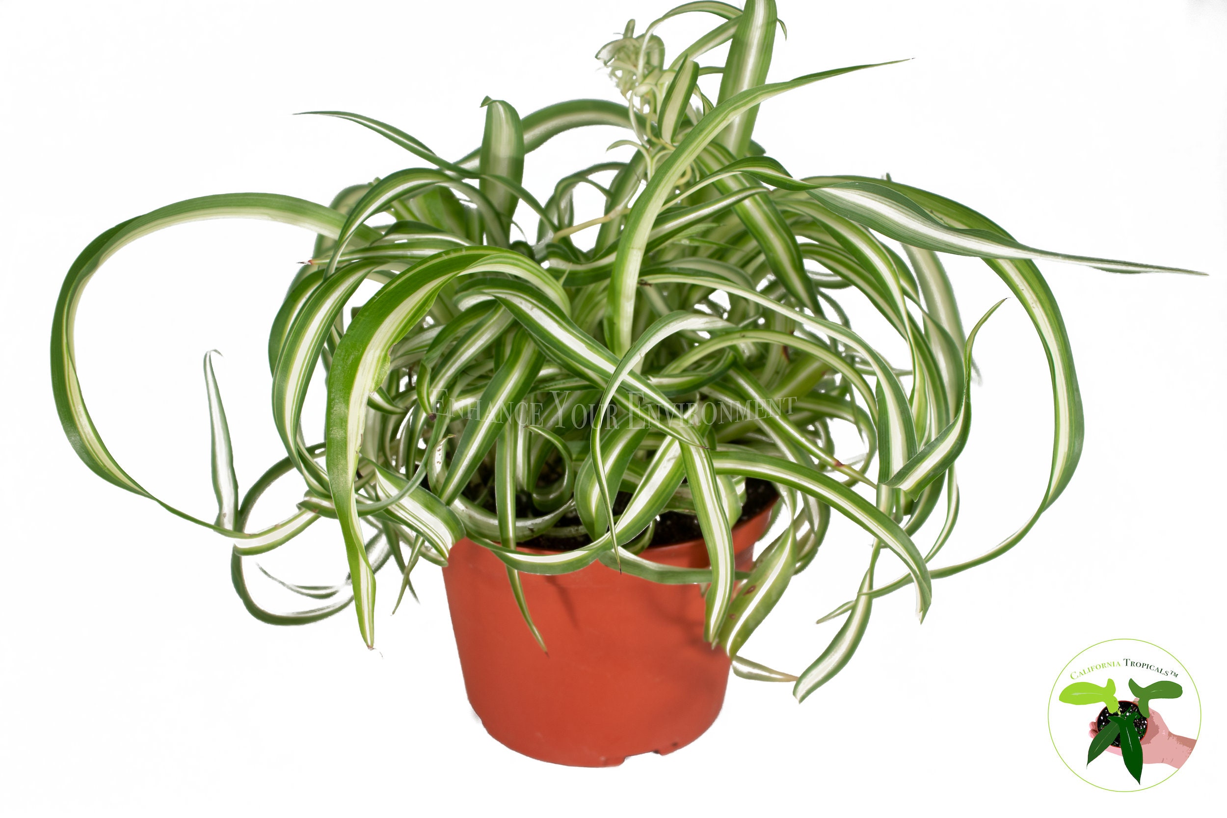 Curly Spider Plant 'Bonnie' for Sale - Unique Air-Purifying Houseplant 6" Pot / Cow Pot by Succulents Box
