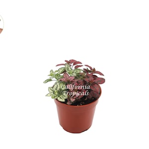 Multi-Color Polka Dot - 4&#39;&#39; from California Tropicals