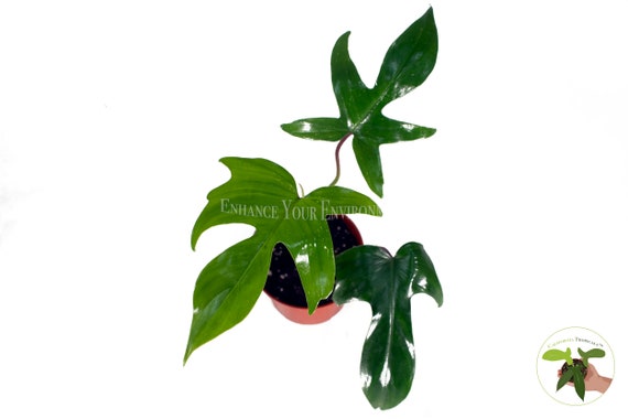 RARE - Philodendron Florida Beauty Red Stem - 4'' From California Tropicals  - Etsy