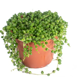 String of Pearls - 6" from California Tropicals