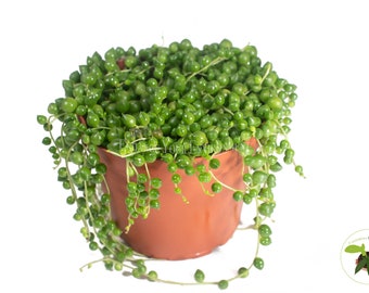 String of Pearls - 6" from California Tropicals