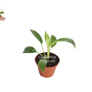 May include: A small potted plant with green leaves and a variegated center. The plant is in a brown plastic pot. The text "California Tropicals" is printed on the pot. A small logo is in the upper left corner.