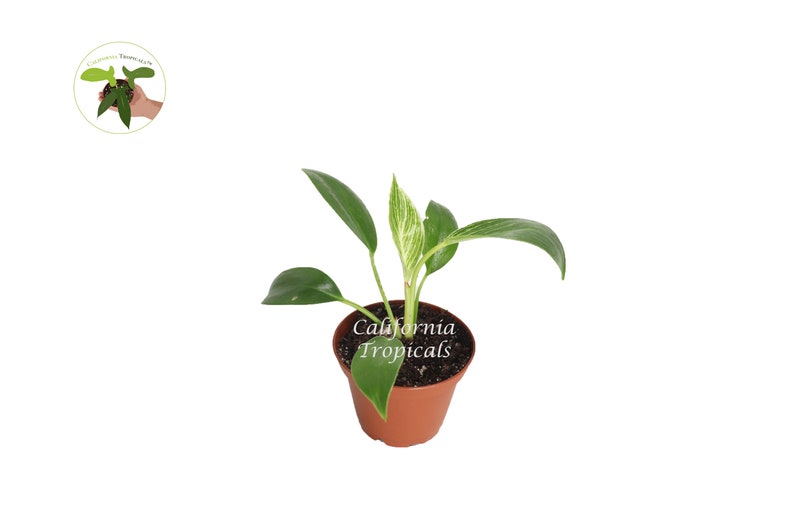 May include: A small potted plant with green leaves and a variegated center. The plant is in a brown plastic pot. The text "California Tropicals" is printed on the pot. A small logo is in the upper left corner.