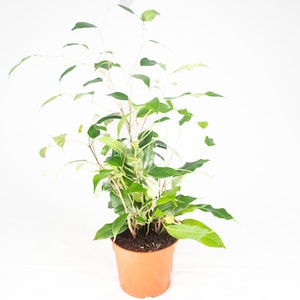 Ficus Benjamina Non Variegated - 4" from California Tropicals