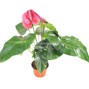 Pink Anthurium  - 6" from California Tropicals