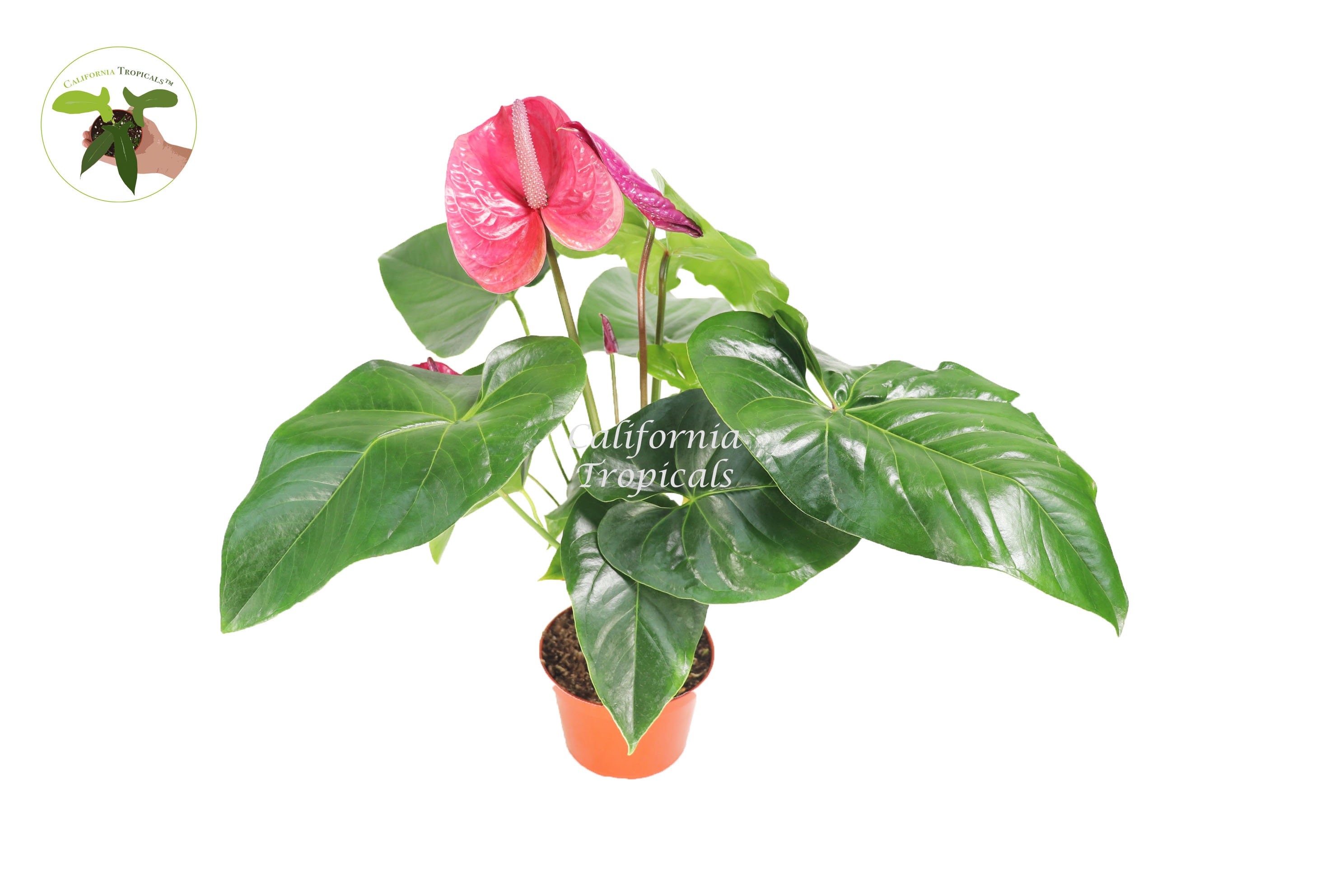 Pink Anthurium 6 from California Tropicals - Etsy Italia