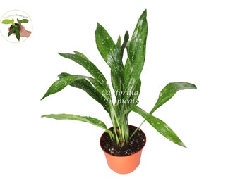 Aspidistra Elatior 'Milky Way' - 6" from California Tropicals